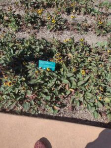 images from the Red Butte Garden & Arboretum in SLC