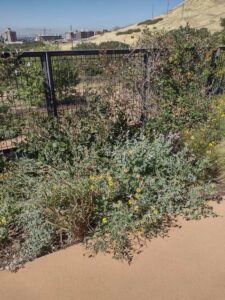 images from the Red Butte Garden & Arboretum in SLC