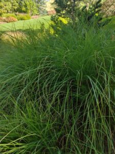 images from the Red Butte Garden & Arboretum in SLC