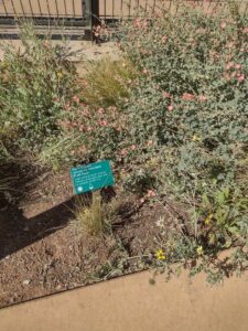 images from the Red Butte Garden & Arboretum in SLC