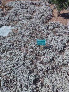 images from the Red Butte Garden & Arboretum in SLC