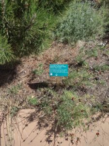 images from the Red Butte Garden & Arboretum in SLC