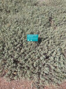 images from the Red Butte Garden & Arboretum in SLC