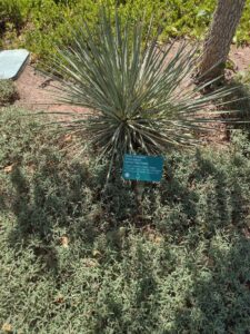 images from the Red Butte Garden & Arboretum in SLC
