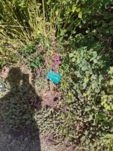 images from the Red Butte Garden & Arboretum in SLC