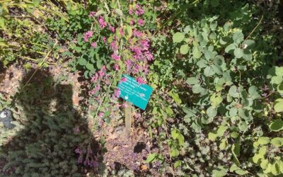 Red Butte Garden & Arboretum