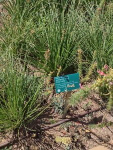 images from the Red Butte Garden & Arboretum in SLC
