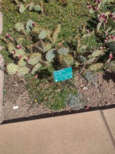 images from the Red Butte Garden & Arboretum in SLC