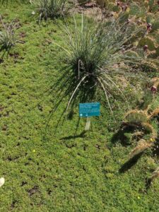 images from the Red Butte Garden & Arboretum in SLC