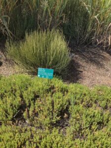 images from the Red Butte Garden & Arboretum in SLC