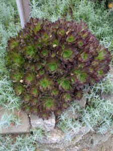 image from Ruth Bancroft Garden in Walnut Creek - April 2024