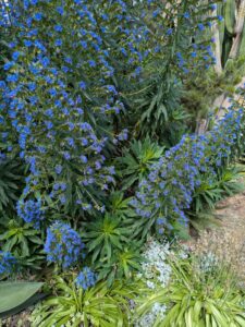 image from Ruth Bancroft Garden in Walnut Creek - April 2024