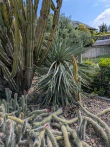 image from Ruth Bancroft Garden in Walnut Creek - April 2024