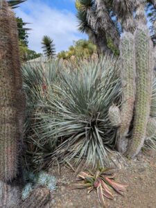 image from Ruth Bancroft Garden in Walnut Creek - April 2024