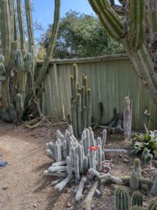 image from Ruth Bancroft Garden in Walnut Creek - April 2024