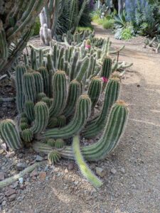 image from Ruth Bancroft Garden in Walnut Creek - April 2024