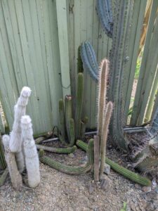image from Ruth Bancroft Garden in Walnut Creek - April 2024