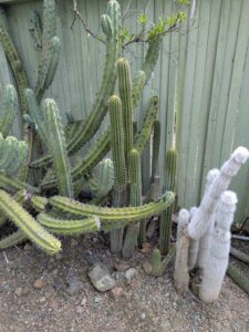 image from Ruth Bancroft Garden in Walnut Creek - April 2024