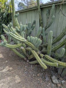 image from Ruth Bancroft Garden in Walnut Creek - April 2024