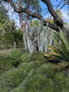 image from Ruth Bancroft Garden in Walnut Creek - April 2024
