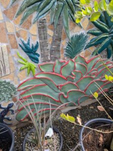 image from Ruth Bancroft Garden in Walnut Creek - April 2024