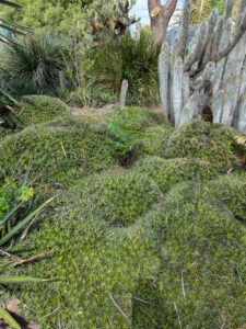image from Ruth Bancroft Garden in Walnut Creek - April 2024