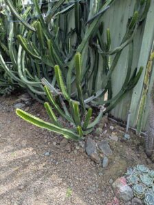 image from Ruth Bancroft Garden in Walnut Creek - April 2024