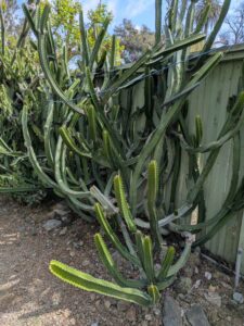 image from Ruth Bancroft Garden in Walnut Creek - April 2024