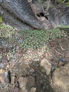 image from Ruth Bancroft Garden in Walnut Creek - April 2024
