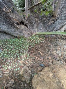 image from Ruth Bancroft Garden in Walnut Creek - April 2024