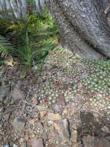 image from Ruth Bancroft Garden in Walnut Creek - April 2024