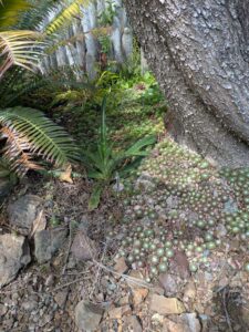 image from Ruth Bancroft Garden in Walnut Creek - April 2024