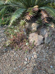 image from Ruth Bancroft Garden in Walnut Creek - April 2024