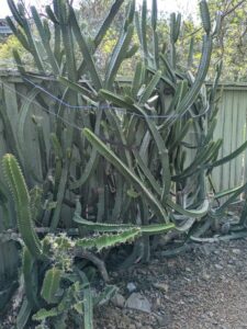 image from Ruth Bancroft Garden in Walnut Creek - April 2024