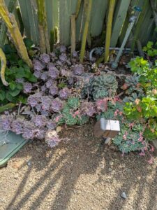 image from Ruth Bancroft Garden in Walnut Creek - April 2024