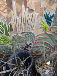 image from Ruth Bancroft Garden in Walnut Creek - April 2024