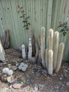 image from Ruth Bancroft Garden in Walnut Creek - April 2024