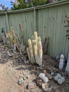 image from Ruth Bancroft Garden in Walnut Creek - April 2024