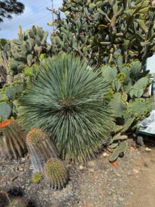 image from Ruth Bancroft Garden in Walnut Creek - April 2024