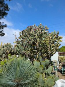 image from Ruth Bancroft Garden in Walnut Creek - April 2024