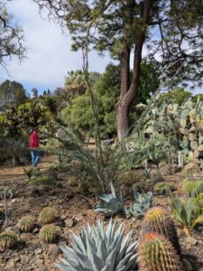 image from Ruth Bancroft Garden in Walnut Creek - April 2024
