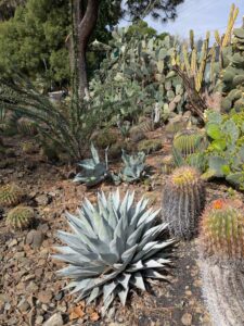 image from Ruth Bancroft Garden in Walnut Creek - April 2024