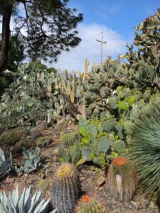 image from Ruth Bancroft Garden in Walnut Creek - April 2024