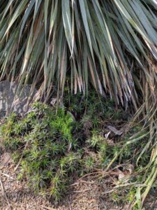 image from Ruth Bancroft Garden in Walnut Creek - April 2024