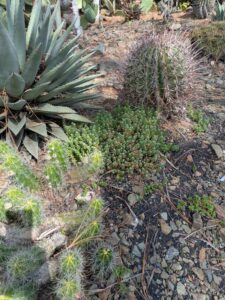 image from Ruth Bancroft Garden in Walnut Creek - April 2024