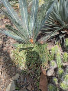 image from Ruth Bancroft Garden in Walnut Creek - April 2024