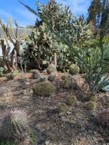 image from Ruth Bancroft Garden in Walnut Creek - April 2024