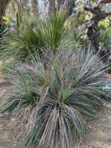 image from Ruth Bancroft Garden in Walnut Creek - April 2024
