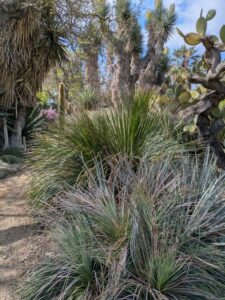 image from Ruth Bancroft Garden in Walnut Creek - April 2024