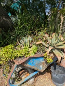 image from Ruth Bancroft Garden in Walnut Creek - April 2024